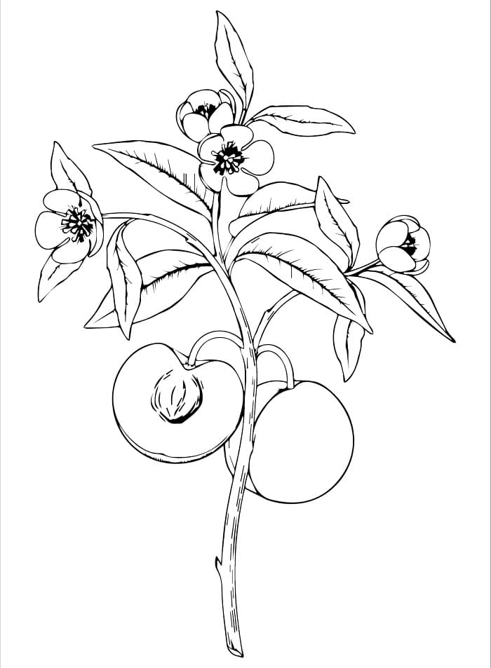 Fise de colorat cu Piersici de colorat p17