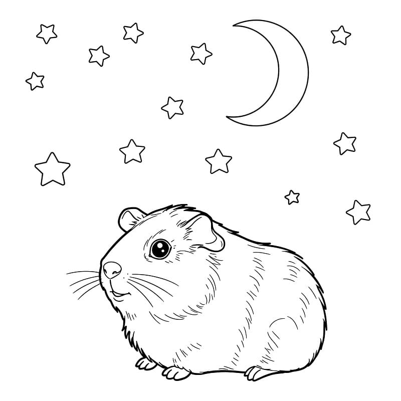 Fise de colorat cu Cobai de colorat p08