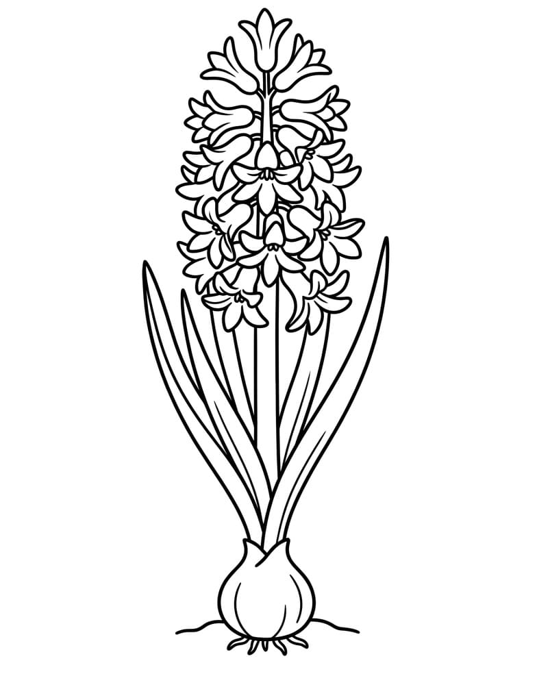 Fise de colorat cu Zambile de colorat p01