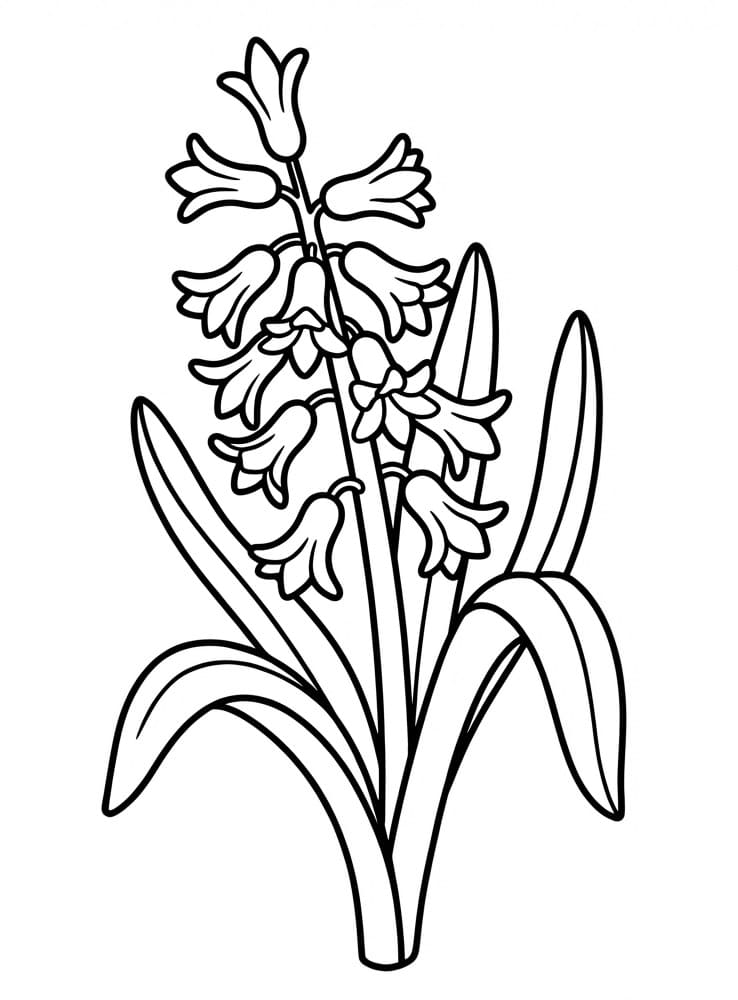 Fise de colorat cu Zambile de colorat p02