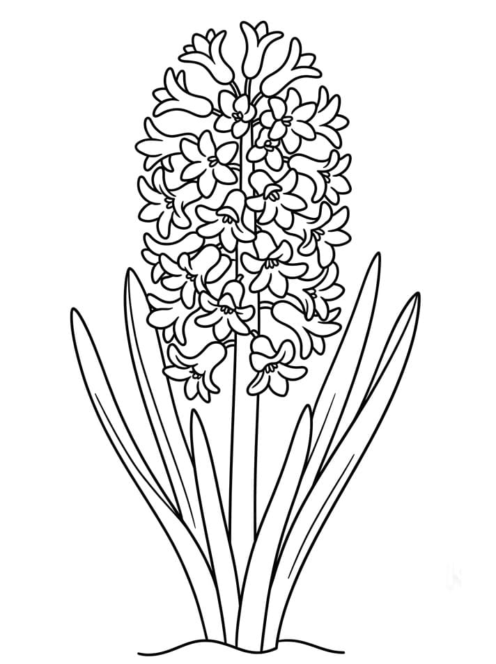 Fise de colorat cu Zambile de colorat p12