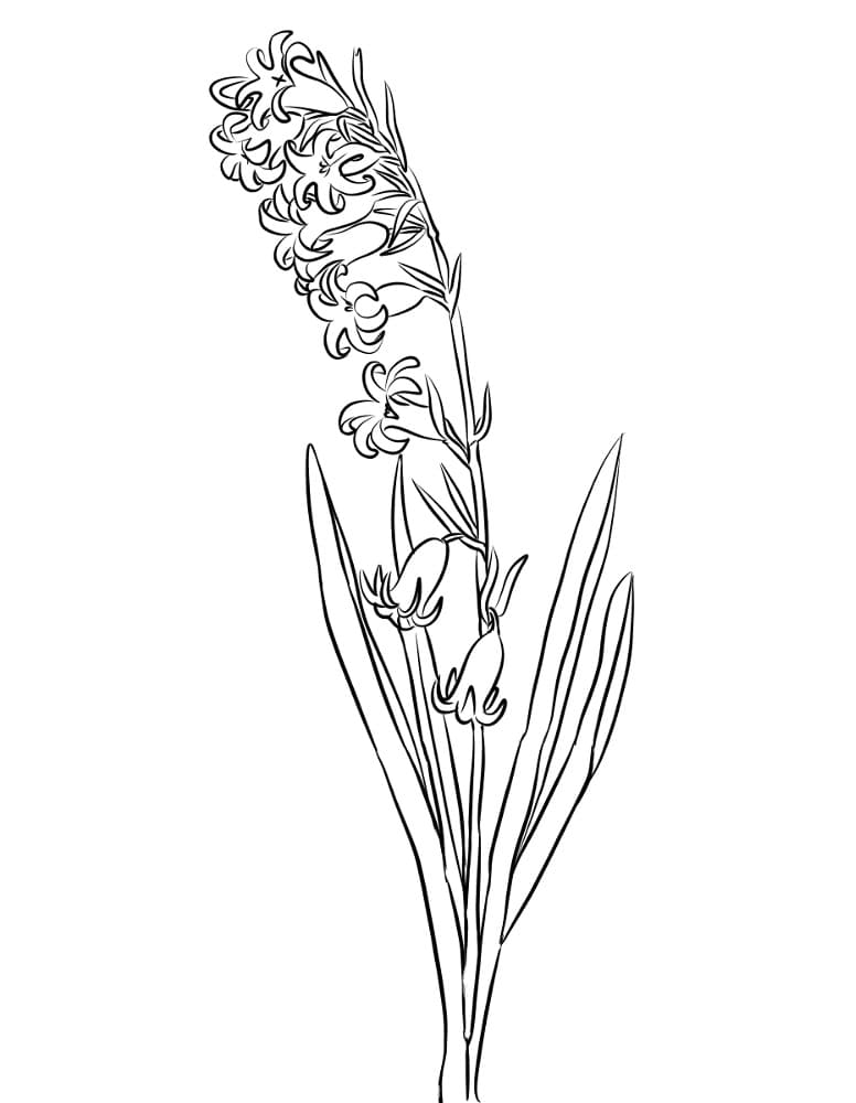 Fise de colorat cu Zambile de colorat p17