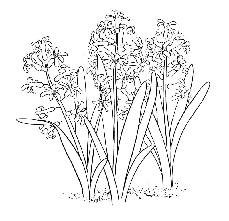 Fise de colorat cu Zambile de colorat p19