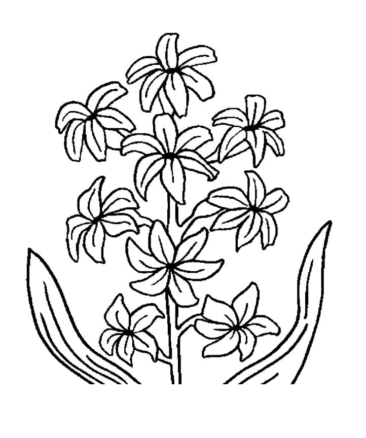 Fise de colorat cu Zambile de colorat p21