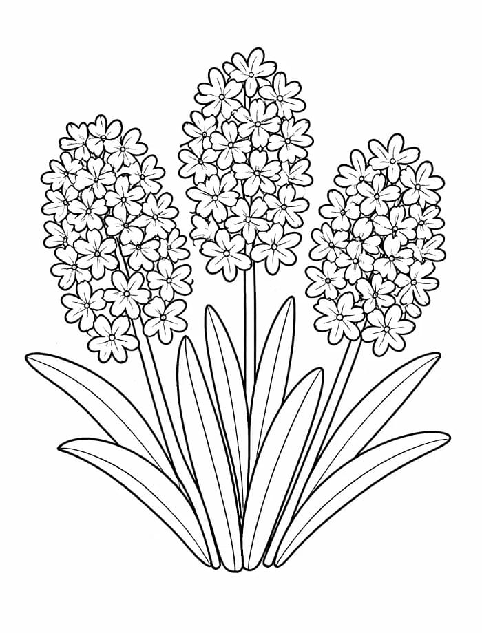 Fise de colorat cu Zambile de colorat p24