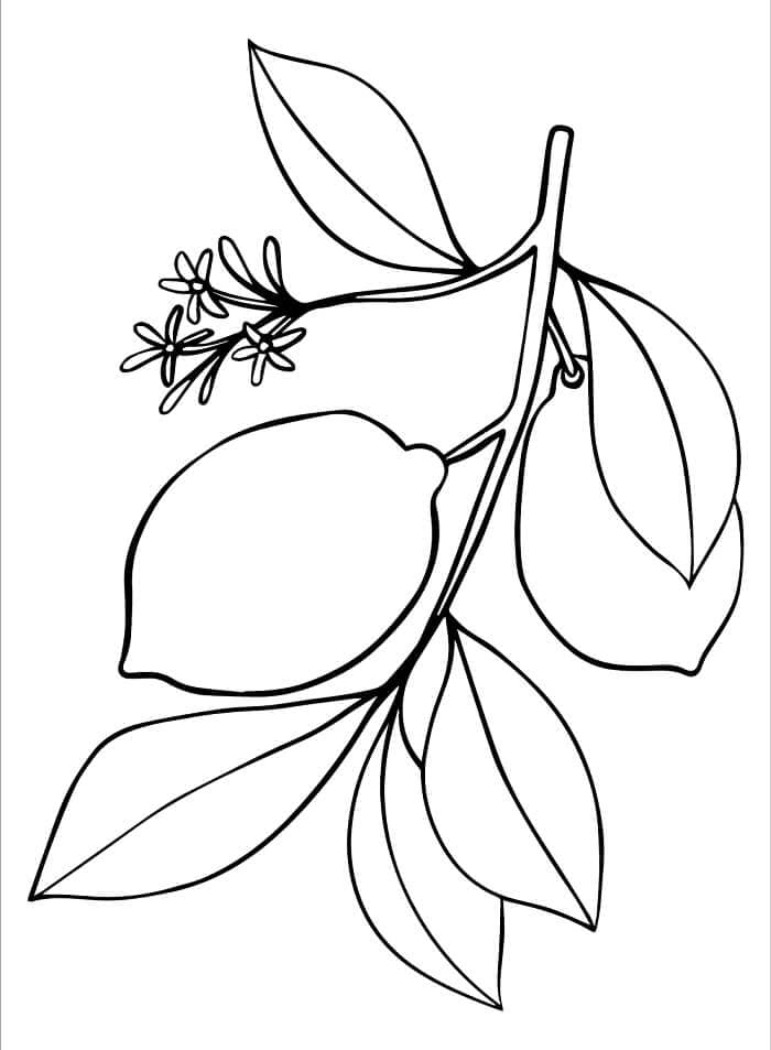 Fise de colorat cu Lămâie gratuită de tipărit