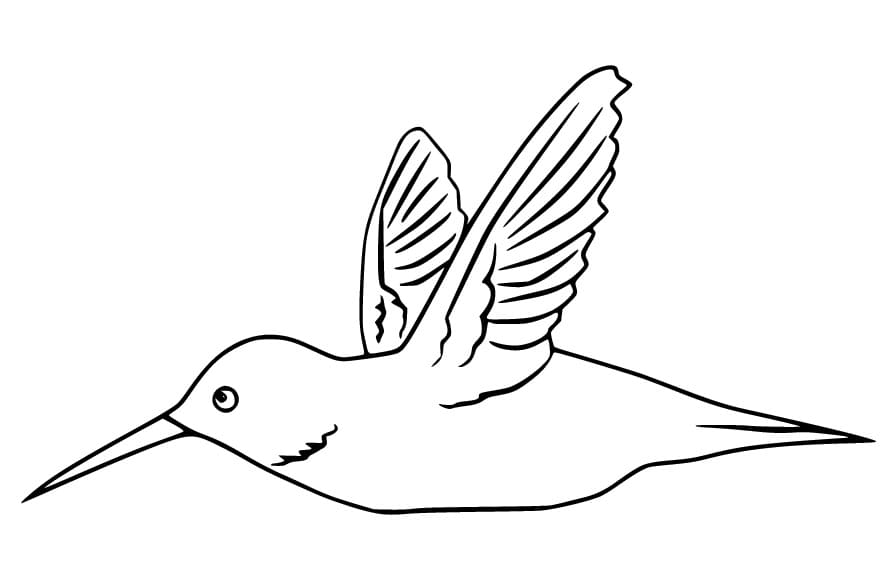 Fise de colorat cu Colibri de tipărit gratuit