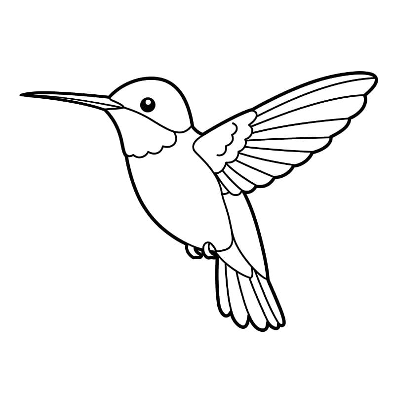 Fise de colorat cu Colibri gratis
