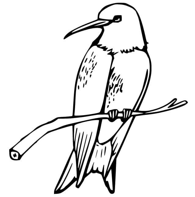 Fise de colorat cu Colibri imprimabil fără cost