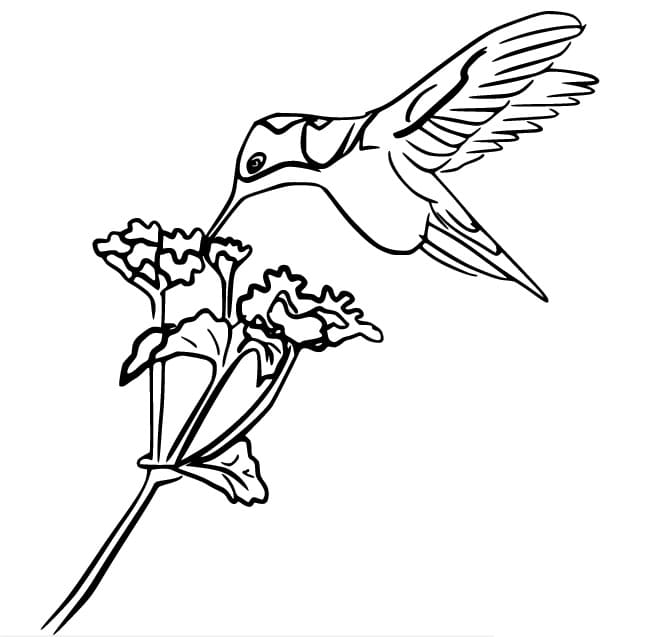 Fise de colorat cu Colibri imprimabil fără plată