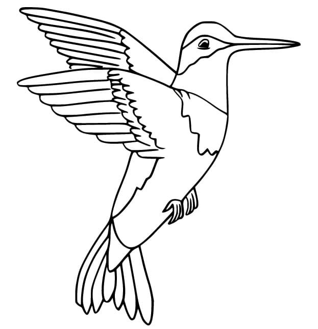 Fise de colorat cu Colibri imprimabil pentru cei mici