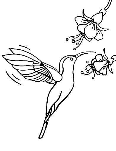 Fise de colorat cu Colibri pentru copii de 4 ani