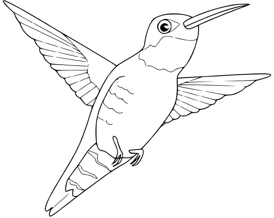 Fise de colorat cu Colibri superb