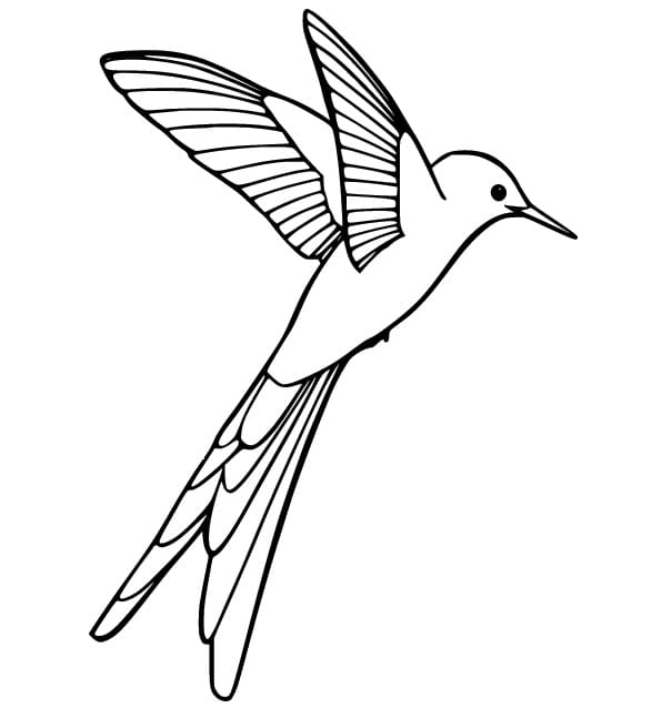 Fise de colorat cu Imagine colibri gratis