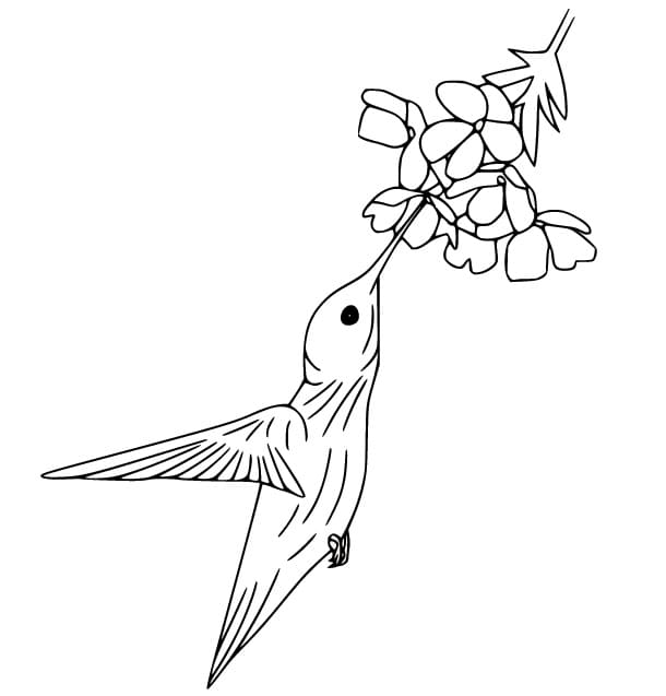 Fise de colorat cu Imagine colibri pentru imprimare