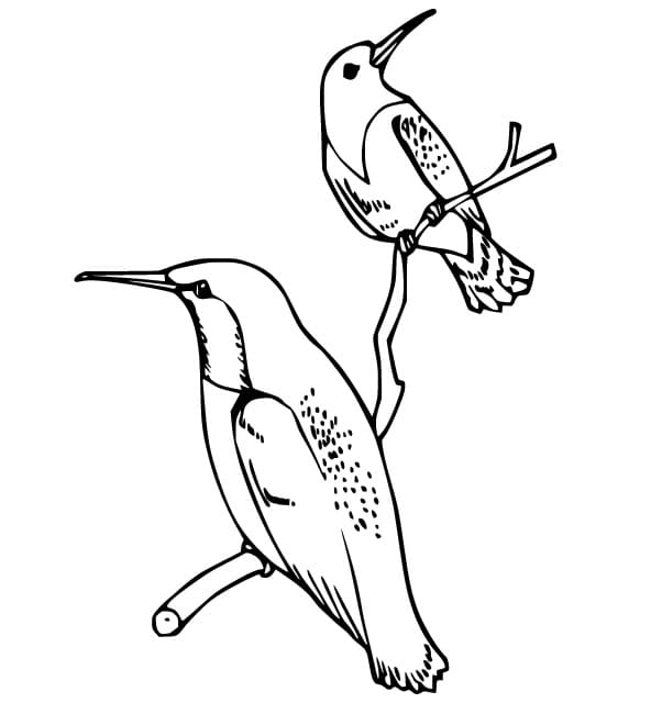 Fise de colorat cu Imagine imprimabilă cu colibri