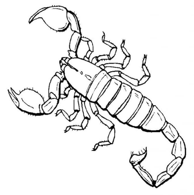 Fise de colorat cu Imagine gratuită cu scorpion